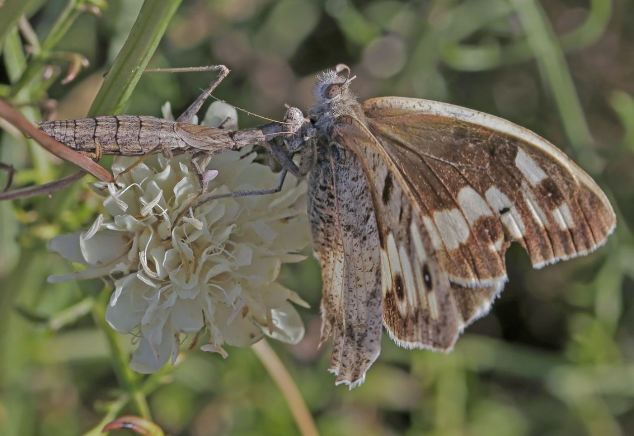 Ameles decolor preda Chazara briseis